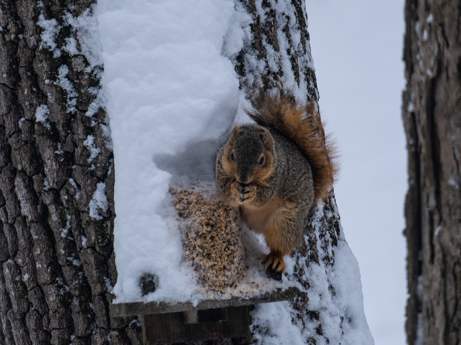 Squirrel eating on a snowy tree
